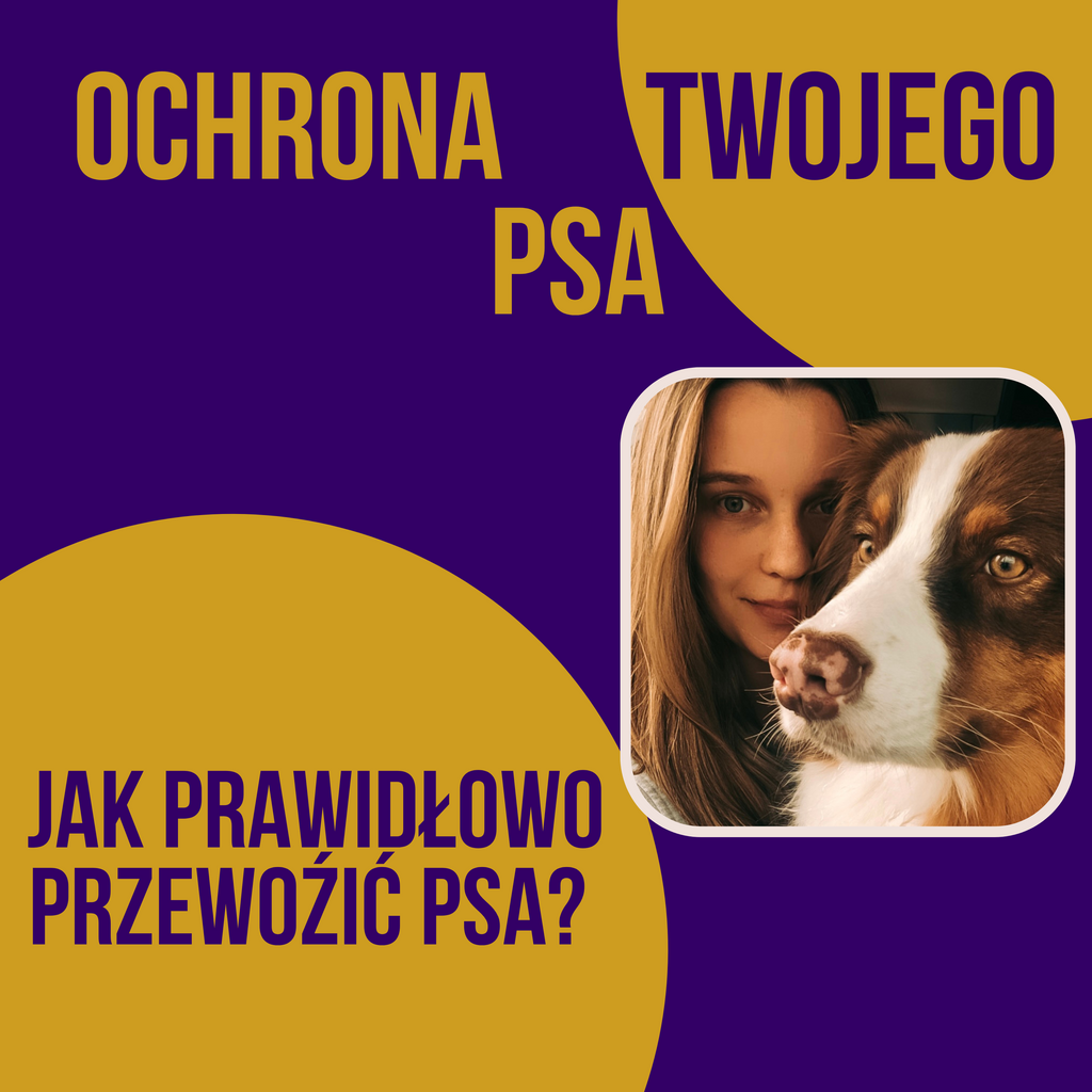 JAK PRAWIDŁOWO PRZEWOZIĆ PSA W SAMOCHODZIE?