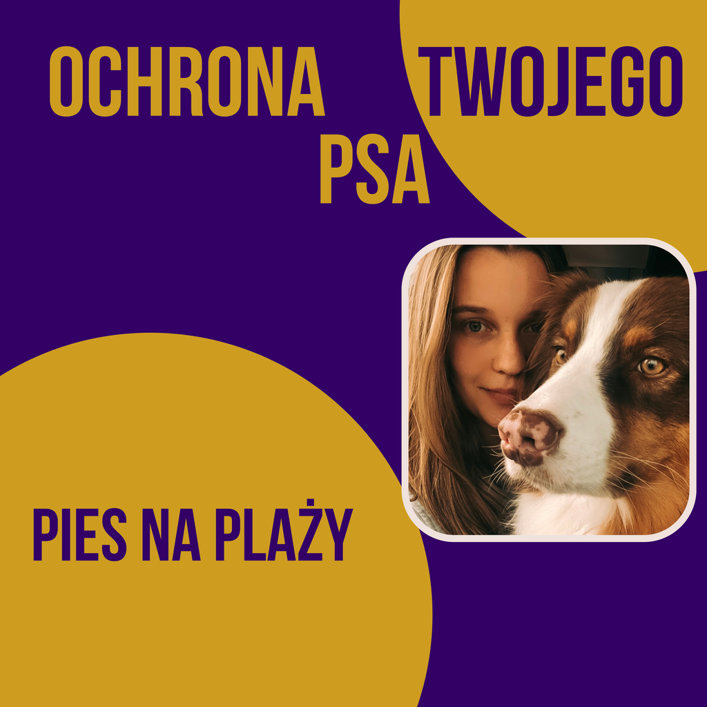 PIES NA PLAŻY