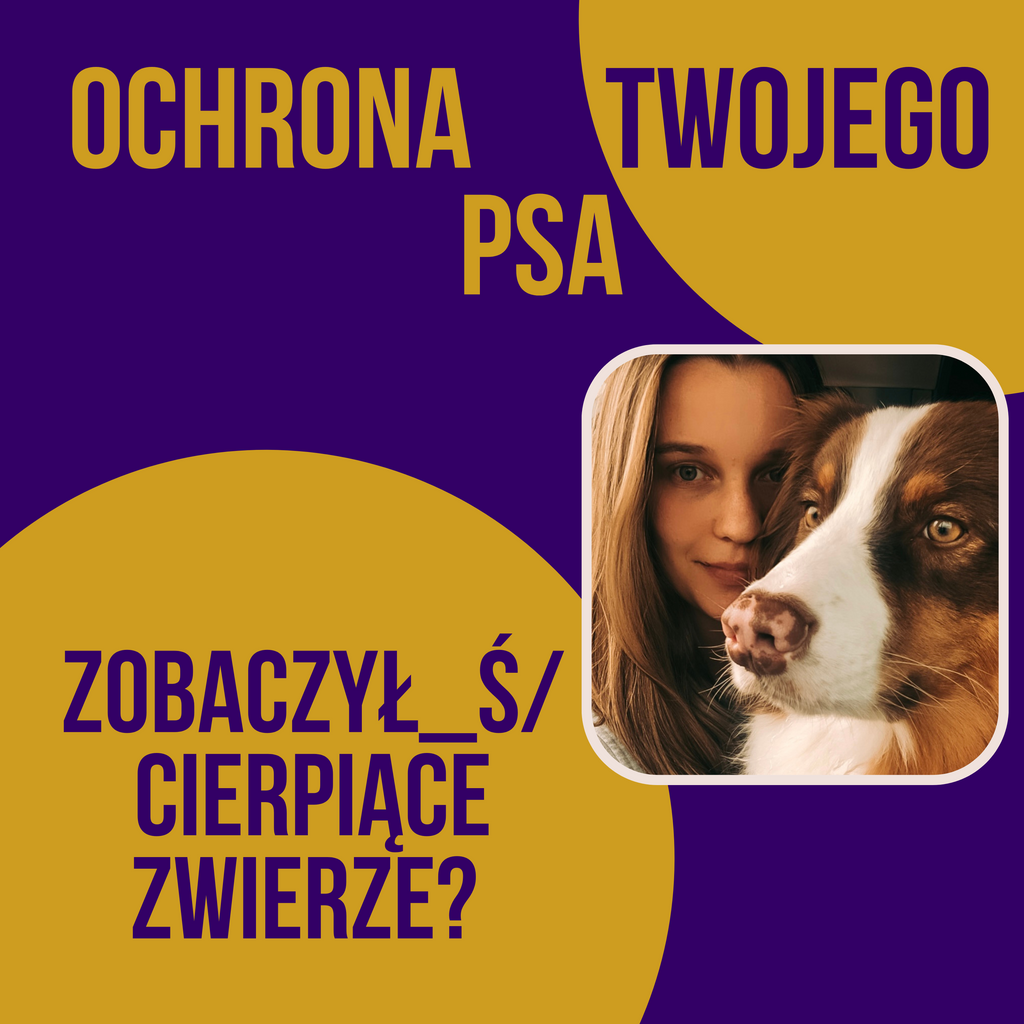 ZOBACZYŁEŚ CIERPIĄCE ZWIERZE? SPRAWDŹ JAK REAGOWAĆ!