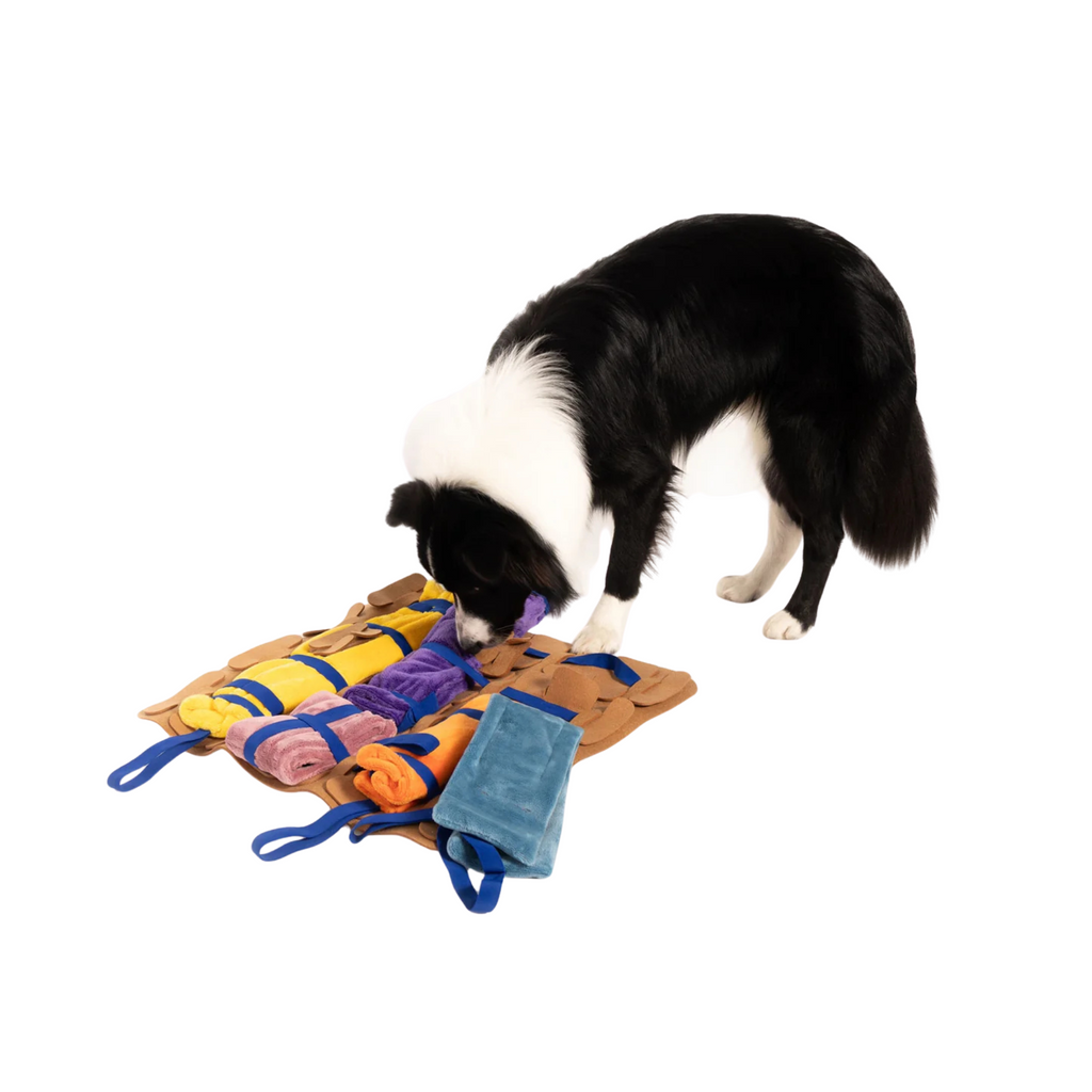 pies rasy border collie szuka smaczków w macie węchowej zrobionej z pasków węchowych