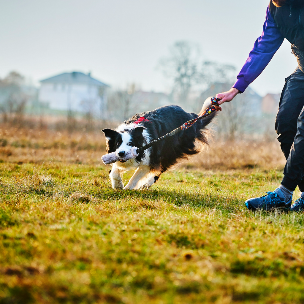 Pies rasy border collie, szarpie szarpak na trawie
