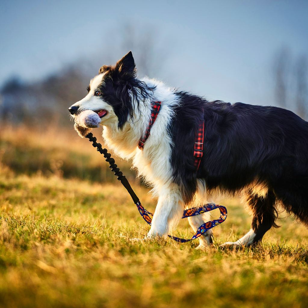 Pies rasy border collie niesie w zębach szarpak  z amortyzatorem ze sztucznym futrem